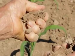Dry Soil in Corn Field Stock Footage