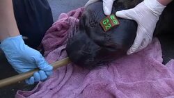 CLEAN : Marine center fights to save California seals and sea lions News Clip