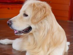 Curious Face Golden Retriever Dog Stock Footage