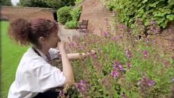 Chef hand picks fresh sage from herb garden Stock Footage