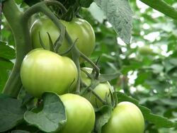CU Shot of solanum lycopersicum or tomato / Serrig, Rhineland-Palatinate, Germany Stock Footage