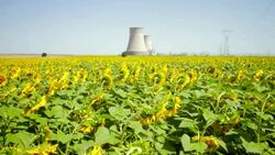 Cooling towers in the middle of sunflower field Stock Footage