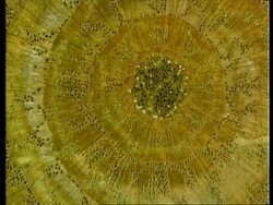 Microscopic cross sectional view through woody stems to show vascular bundles, xylem, cambium, phloem Stock Footage