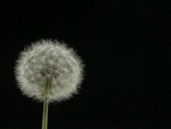 Dandelion clock seeds dispersing against black Stock Footage