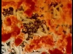 Microscopic view of Paramecium, stained with biological dyes Stock Footage