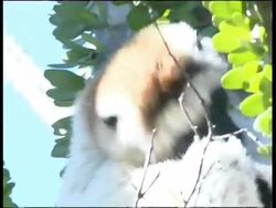 Verreaux's Sifaka, Propithecus verreauxi verreauxi, Andohahela National Park Stock Footage