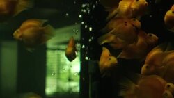 Red parrot fish tank mates 3 Stock Footage