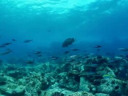 WS POV View of Various fish swimming above rocky reef including fusiliers and unicorn fish / Mahe, Seychelles Stock Footage