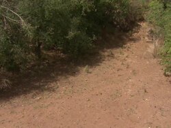 African Wild Dogs (Lycaon pictus) hunting; with audio, Kenya Stock Footage