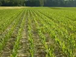 HD: Field Of A Young Corn Stock Footage