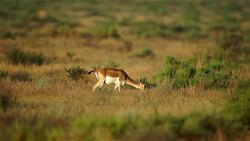 Goitered Gazelle Stock Footage