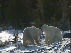 Polar bears (Ursus maritimus) play fighting, near Churchill, Manitoba, Canada Stock Footage
