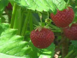 Strawberry Stock Footage