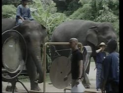 Elephants play percussion in orchestra at sanctuary News Clip