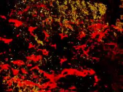 GALACTIC MARKERS : white back (TRANSITION) Stock Footage