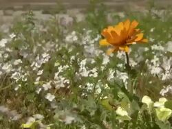 WS View of Single Namaqualand arctotis surrounded by a field of small white flowers / Namaqualand, Northern Cape, South Africa Stock Footage
