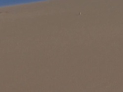 Golden Wheel Spider (Carparachne aureoflava) rolling down hill to escape potential threat, Namibia Stock Footage