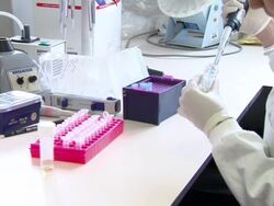 Panda Tian Tian at Edinburgh Zoo News Clip