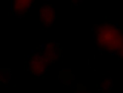 NTSC: Out of Focus Stock Footage