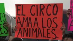 Circus performers protest against new legislation banning use of animals News Clip
