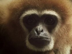 Gibbon Ape Portrait Stock Footage