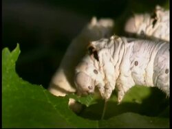 Silkworm, Bombyx mori,  feeding on leaf, soft focus colourful background, CU, Israel Stock Footage