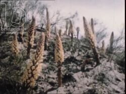 Canal engineers in the Fergana Valley. Uzbekistan, 1970 Stock Footage