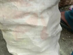 MS TU Miner putting the sulfur rocks inside bag / Ijen, Java, Indonesia Stock Footage