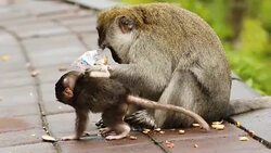 Macaque Monkey with son eating peanuts slow motion Stock Footage