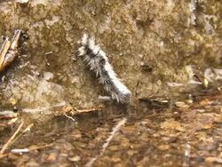 Caterpillar climbs river wall Stock Footage