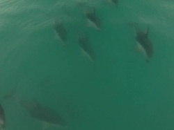 CU POV TS Shot of dolphins alongside boat / Kaikoura, Canterbury, New Zealand Stock Footage