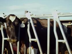 Drive by Dairy cows confined in large high density feed lot eating grain Stock Footage