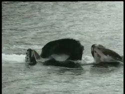 MCU 2 humpback whales feeding, Arctic circle Stock Footage