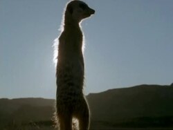 Backlit, silhouetted watching Meerkat, Suricata suricatta with glare of sun, Namaqualand, South Africa Stock Footage