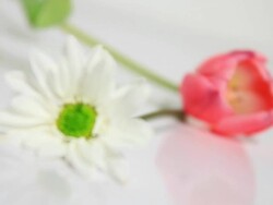 White Daisy and Pink Tulip Stock Footage