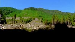 Tree stumps in a clearing indicate deforestation in the Olympic Peninsula Rainforest. Stock Footage