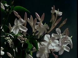 T/L flower - MCU stem of buds opening to white Jasmine then withering, grey background Stock Footage