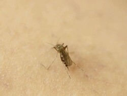 Mosquito bites and dies - HD, NTSC, PAL Stock Footage