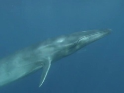 MS Spinner dolphin swiming / Guanacaste, Costa Rica Stock Footage