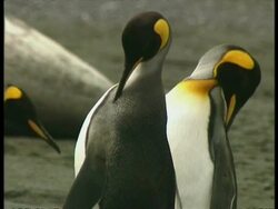 MS King Penguins, Aptenodytes patagonicus, preening themselves, Antarctica Stock Footage