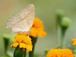 Butterfly Stock Footage