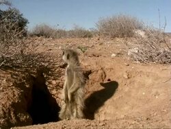 Meerkats, Suricata suricatta, two emerge from burrow entrance, look around, Namaqualand, South Africa Stock Footage