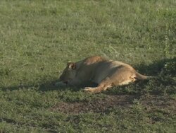 Lioness Lying Down, Big Belly Stock Footage