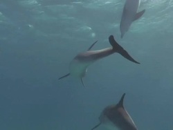 Dolphins swimming in front of the camera [HD] Stock Footage