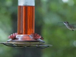 Agile hummingbird Stock Footage