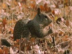 California Ground Squirrel(Spermophilus beecheyi) foraging on ground, USA Stock Footage