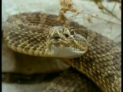 BCU head flicks tongue, sequence, USA Stock Footage