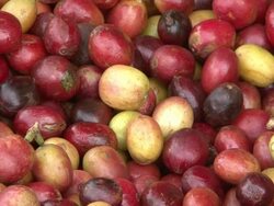 Manually sorting of harvested Fairtrade coffee beans Stock Footage