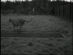 Researchers are hoping that by discovering what makes the cheetah so quick, they'll better understand how to deal with human handicaps. News Clip