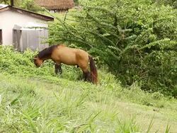 MS Shot of horse grazing on grassy hill near house / aguacate, toledo, belize Stock Footage